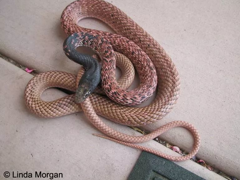 狐狸|萌化了少女心的粉红色小蛇可不止一种