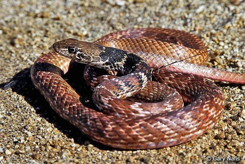 狐狸|萌化了少女心的粉红色小蛇可不止一种