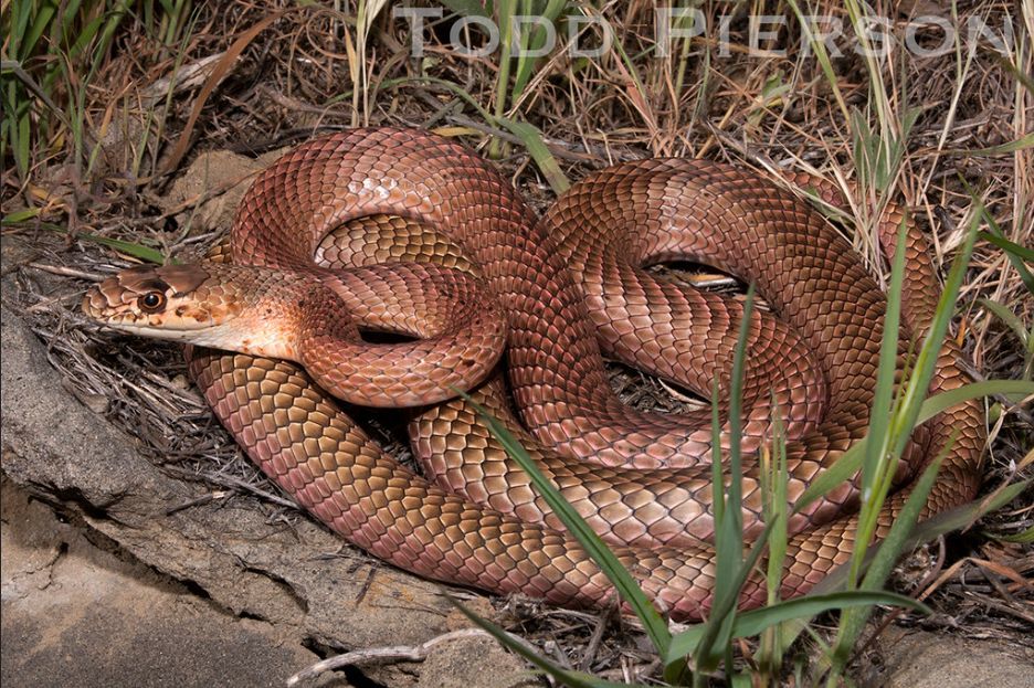 狐狸|萌化了少女心的粉红色小蛇可不止一种