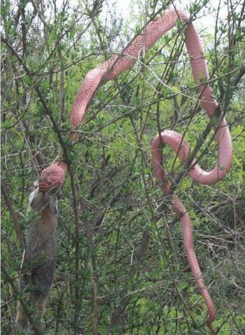 狐狸|萌化了少女心的粉红色小蛇可不止一种