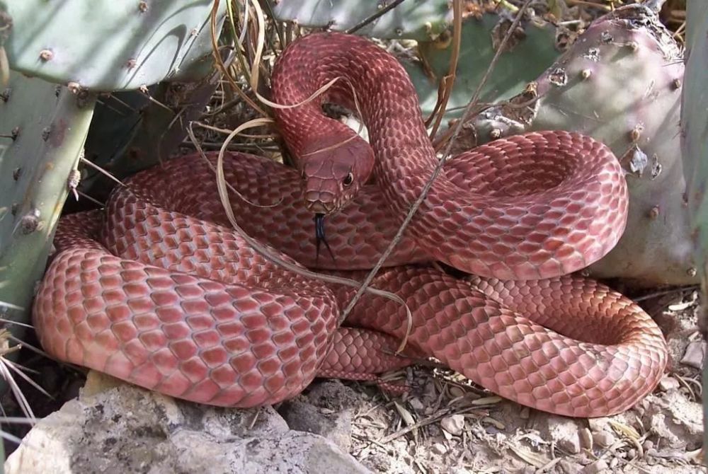 狐狸|萌化了少女心的粉红色小蛇可不止一种