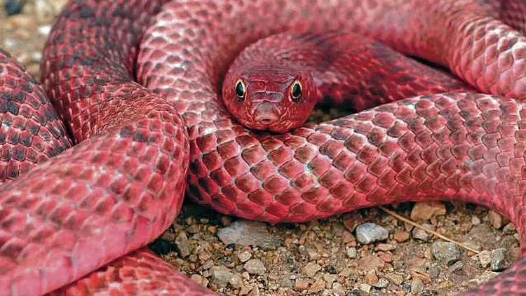 狐狸|萌化了少女心的粉红色小蛇可不止一种