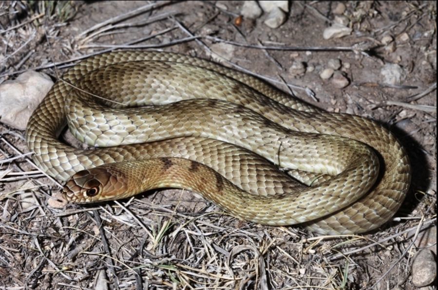 狐狸|萌化了少女心的粉红色小蛇可不止一种