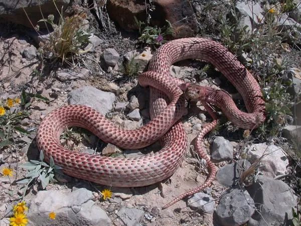 狐狸|萌化了少女心的粉红色小蛇可不止一种