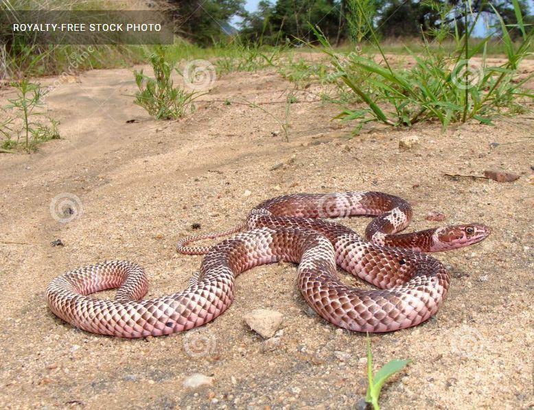狐狸|萌化了少女心的粉红色小蛇可不止一种