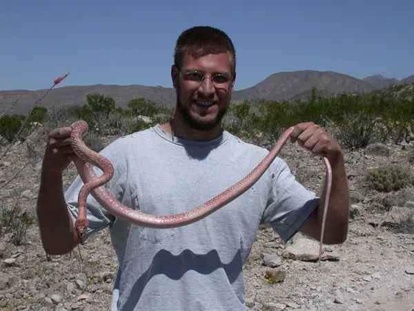 狐狸|萌化了少女心的粉红色小蛇可不止一种