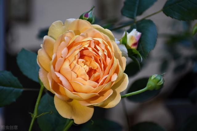 可以攀爬的开花植物 有很多种类 你知道如何正确的选择吗