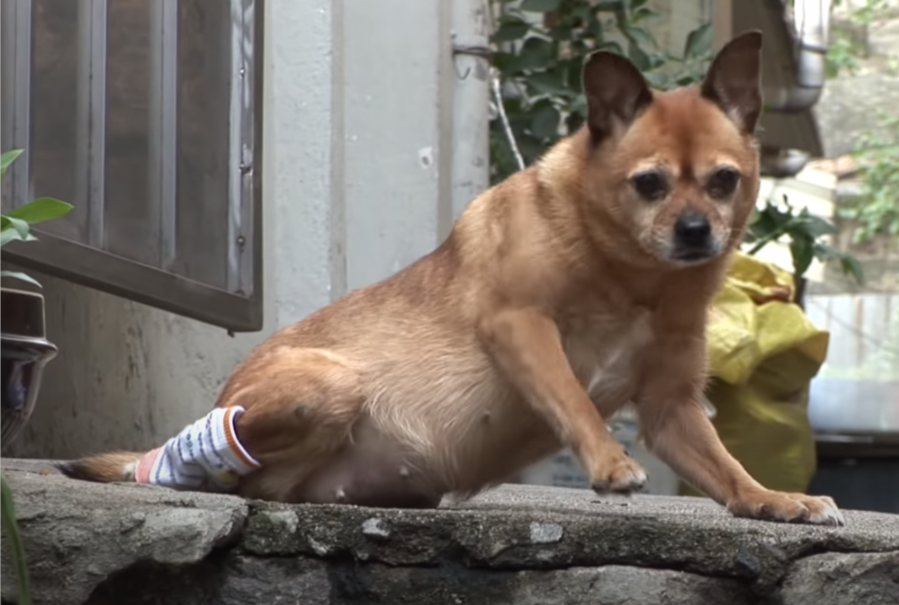 残疾狗狗每天爬石阶,只为等主人,3年前被伤害,后腿磨伤无数次