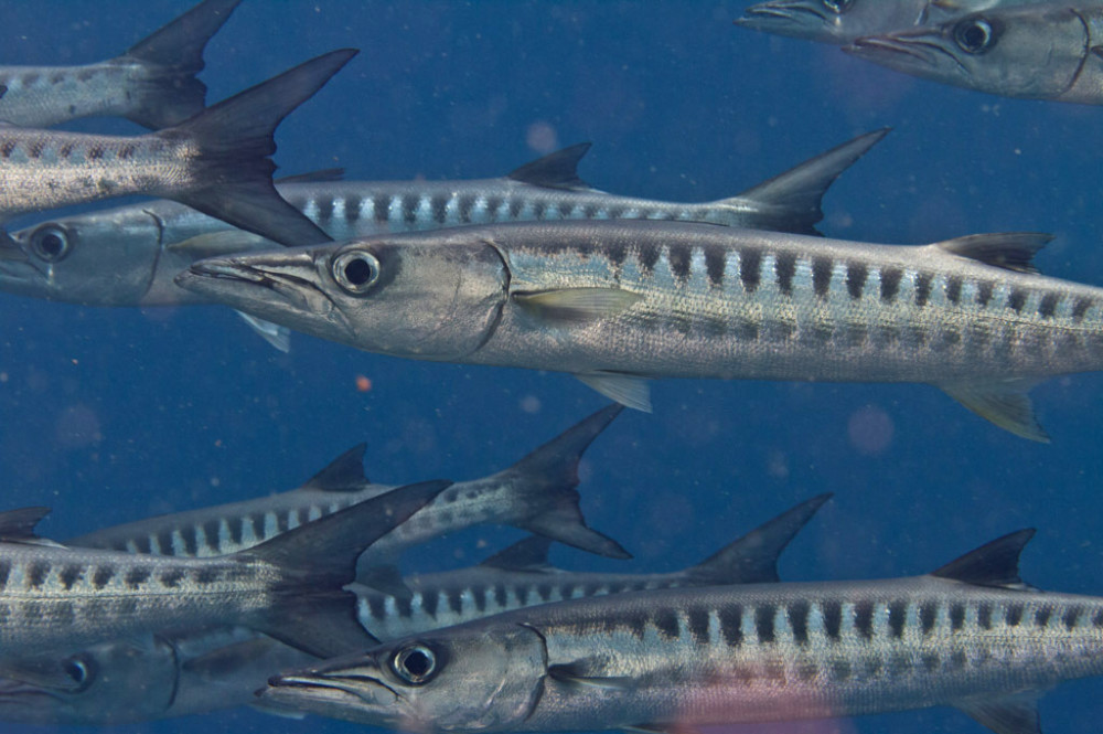 约瑟夫·雷迪|恐龙时代的“剑鱼”，嘴中长满锋利牙齿