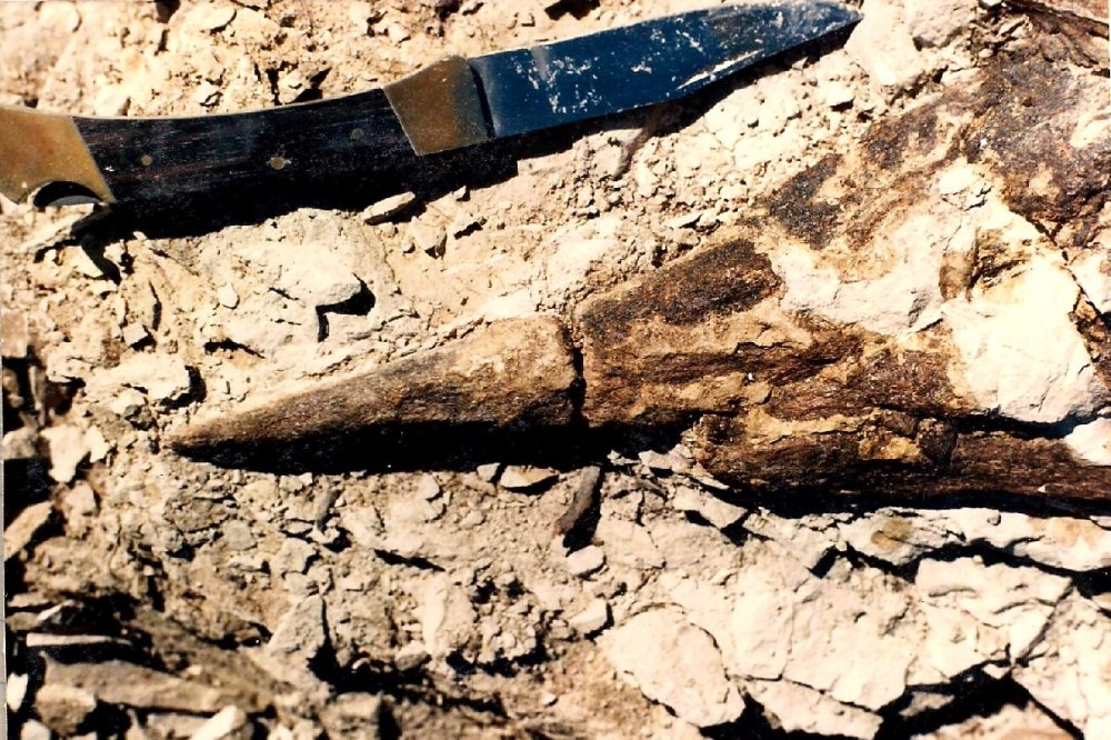 约瑟夫·雷迪|恐龙时代的“剑鱼”，嘴中长满锋利牙齿