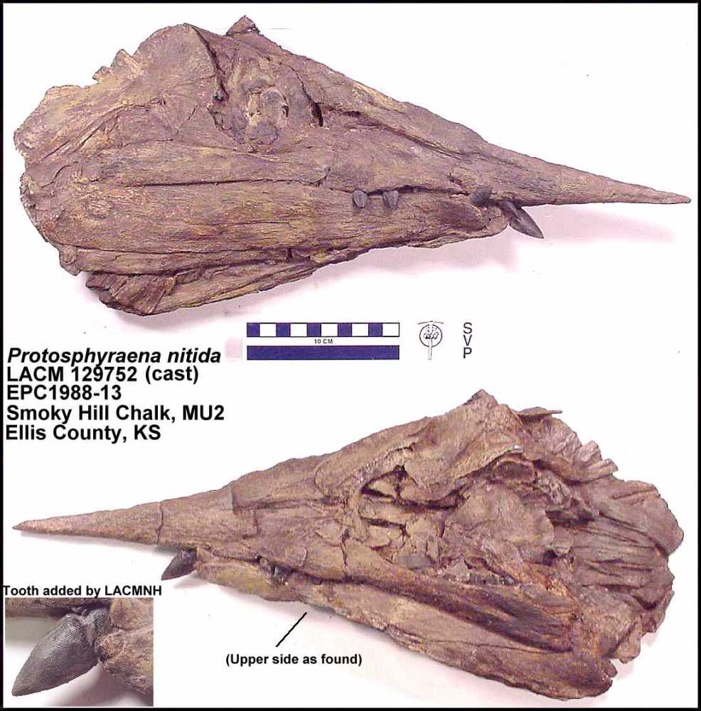约瑟夫·雷迪|恐龙时代的“剑鱼”，嘴中长满锋利牙齿