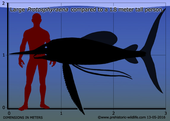 约瑟夫·雷迪|恐龙时代的“剑鱼”，嘴中长满锋利牙齿