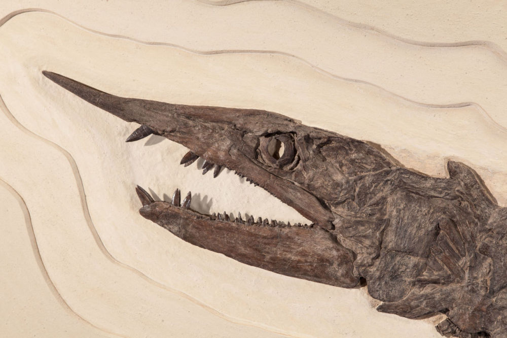 约瑟夫·雷迪|恐龙时代的“剑鱼”，嘴中长满锋利牙齿