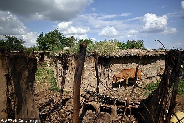 肯尼亚_社会|肯尼亚12岁女孩一月被嫁两次，父亲：换回四头母牛，全家有活的希望，值了