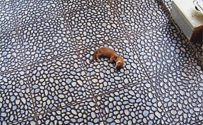 黄鼠狼|听到外面一阵异动，出来看发现一只黄鼠狼暴毙门口，喵：不用谢