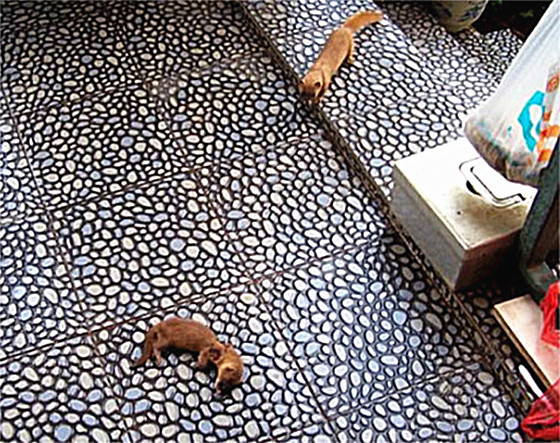 黄鼠狼|听到外面一阵异动，出来看发现一只黄鼠狼暴毙门口，喵：不用谢