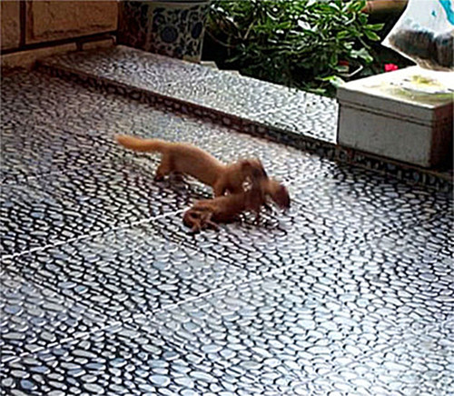 黄鼠狼|听到外面一阵异动，出来看发现一只黄鼠狼暴毙门口，喵：不用谢