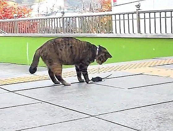 黄鼠狼|听到外面一阵异动，出来看发现一只黄鼠狼暴毙门口，喵：不用谢