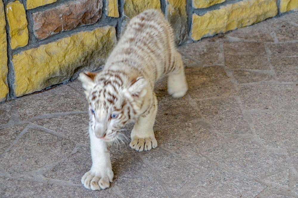 老虎|猫妈妈叼着小猫时，小猫会被“催眠”，老虎也会这样吗？