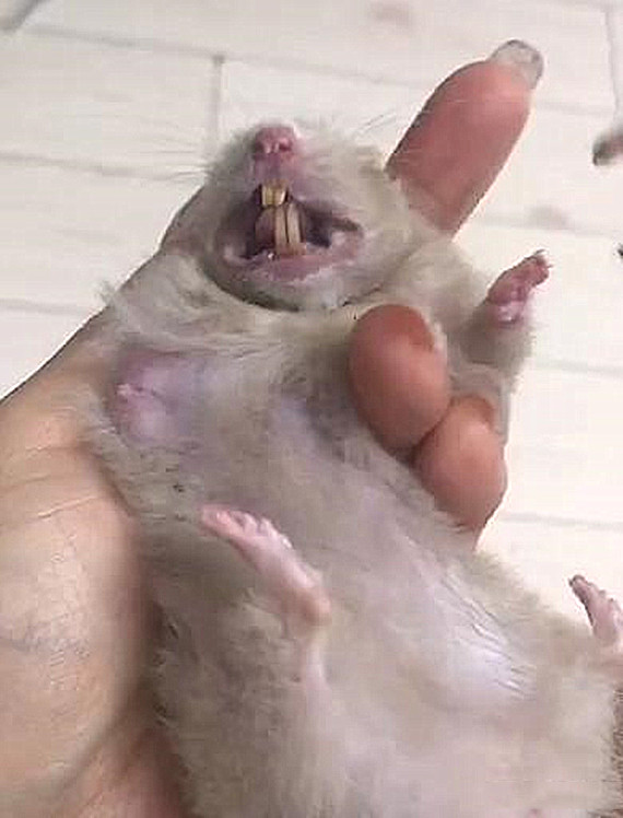 仓鼠牙齿太长,女子拿出指甲剪就是咔嚓一刀,看得心都揪了起来