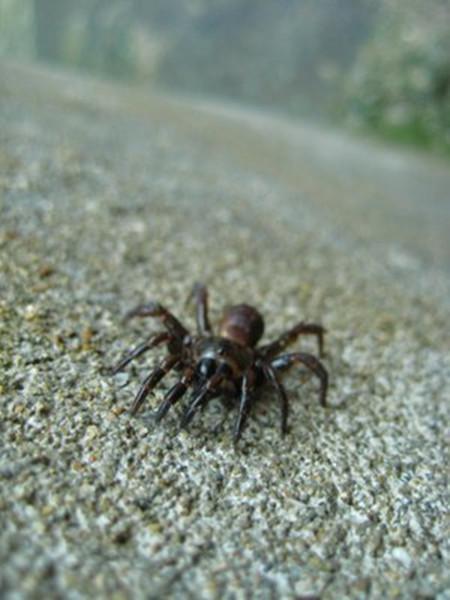 原创现代诗夏夜黑蜘蛛 腾讯网