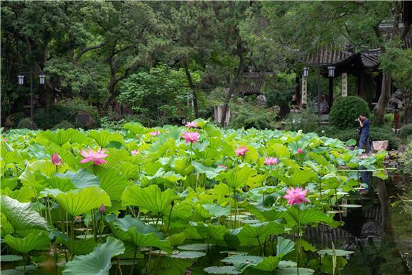 迟到的好花匆匆地开 超长梅雨季 浇灌 荷莲集中 暴发 腾讯新闻