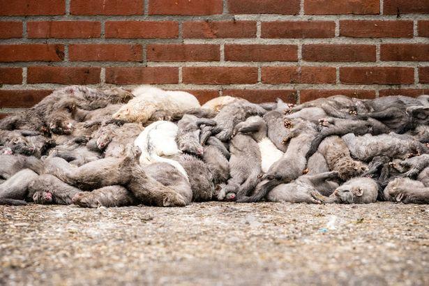 貂感染冠状病毒!西班牙近10万只貂被宰杀,尸体成堆好像也是一堆老鼠