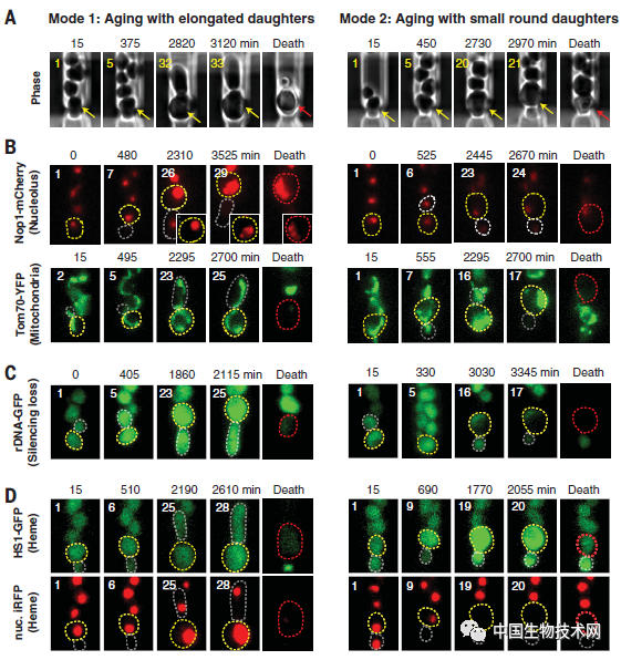衰老|脑科学日报：揭开衰老之谜背后的关键机制；可检测压力的隐形眼镜