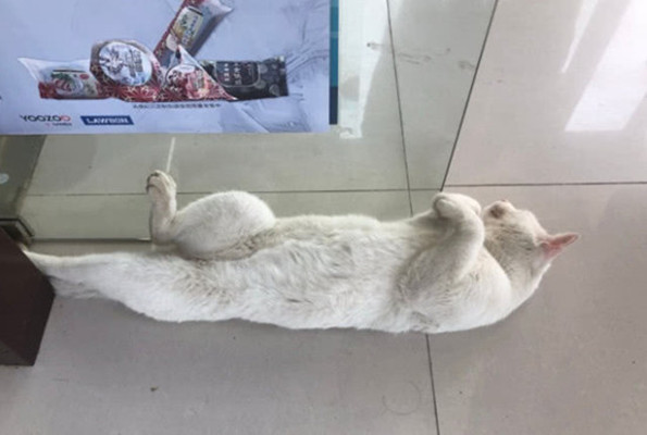 铲屎官|上班前忘记给猫开空调，回来被它的反应逗乐了：这是热到变形了吗