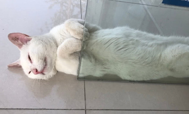 铲屎官|上班前忘记给猫开空调，回来被它的反应逗乐了：这是热到变形了吗