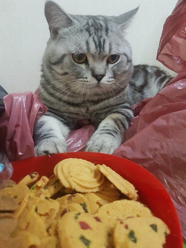 铲屎官|上班前忘记给猫开空调，回来被它的反应逗乐了：这是热到变形了吗