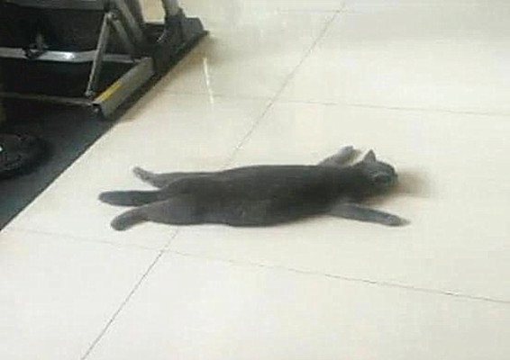 铲屎官|上班前忘记给猫开空调，回来被它的反应逗乐了：这是热到变形了吗