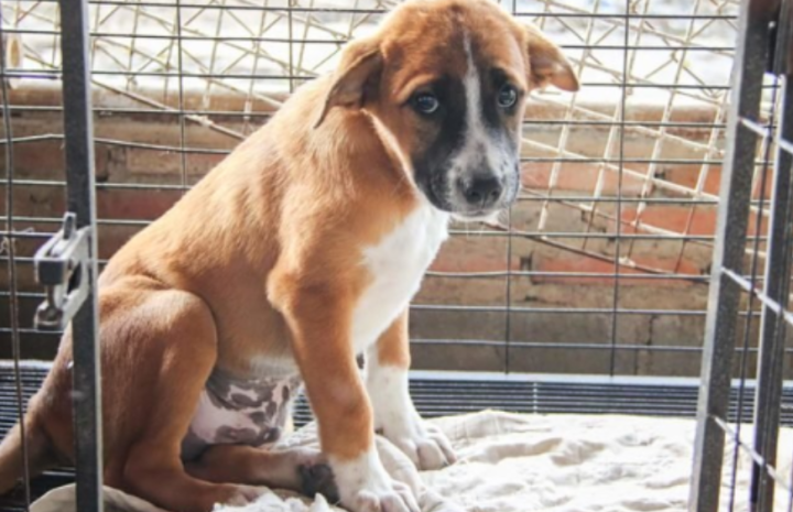 狗身上有癣掉毛怎么办