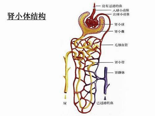 皮質深層為發育較成熟的第一代腎小體,淺層為未成熟的腎小體.