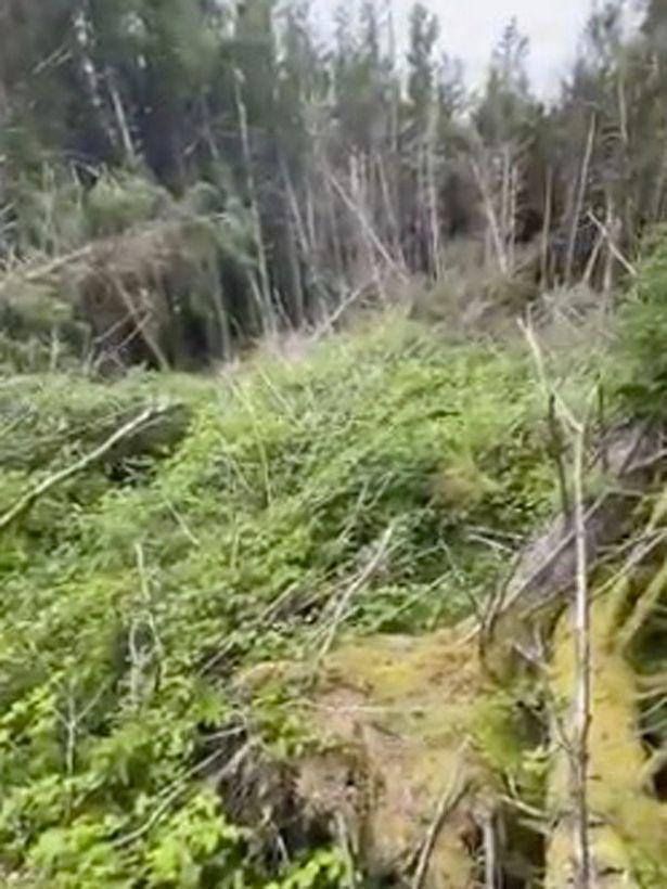 英国_社会|离奇！英国男子声称发现“UFO坠毁地点”，大批树木连根倒下