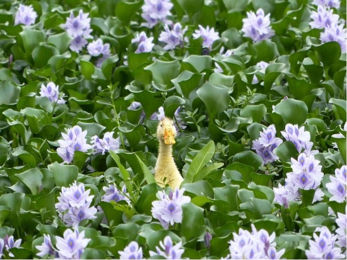 太阳鱼|四川发现太阳鱼踪迹，这种日本的入侵物种，会在我国泛滥吗？