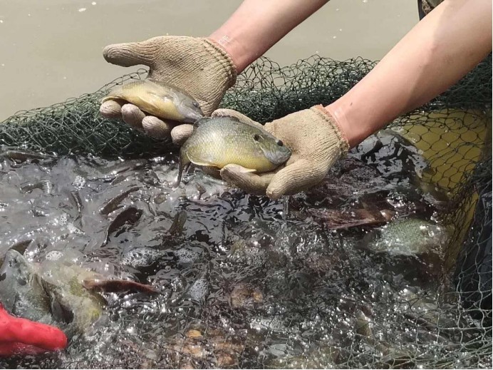 太阳鱼|四川发现太阳鱼踪迹，这种日本的入侵物种，会在我国泛滥吗？