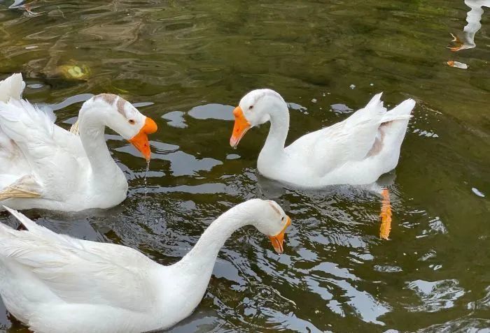 北京|北京最美的几条自驾路线，趁着周末走一走！