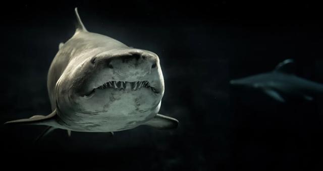 鲨鱼|澳十岁男孩硬生生被鲨鱼从船上拖下水，父亲见状立马入水吓走鲨鱼