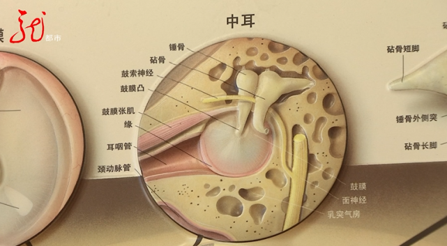 鼓索神经图片