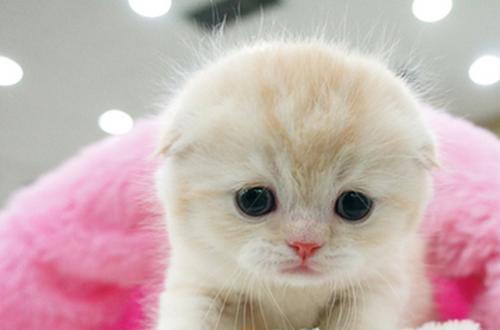 折耳猫一定会发病吗?关于折耳猫的知识