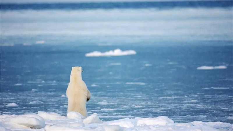 西伯利亚|西伯利亚遭“80000年一遇”高温，警钟敲响，人类该怎么办？