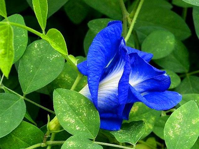 3种能吃的奇花异果 有的能让水变色 有的能改变口感 盆栽不难 腾讯新闻