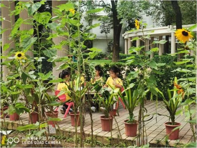 祈福英语实验幼儿园 葵花朵朵 童心童画 向日葵 实验幼儿园 英语