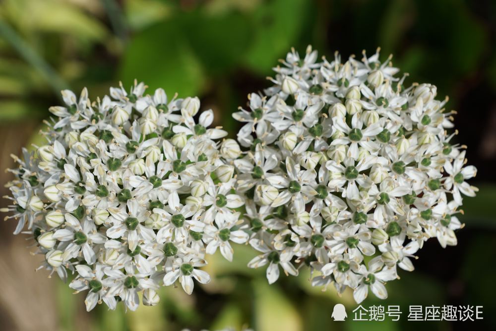 7月18日星座运势 双子齐心协力 狮子脚踏实地 摩羯积极主动 腾讯新闻