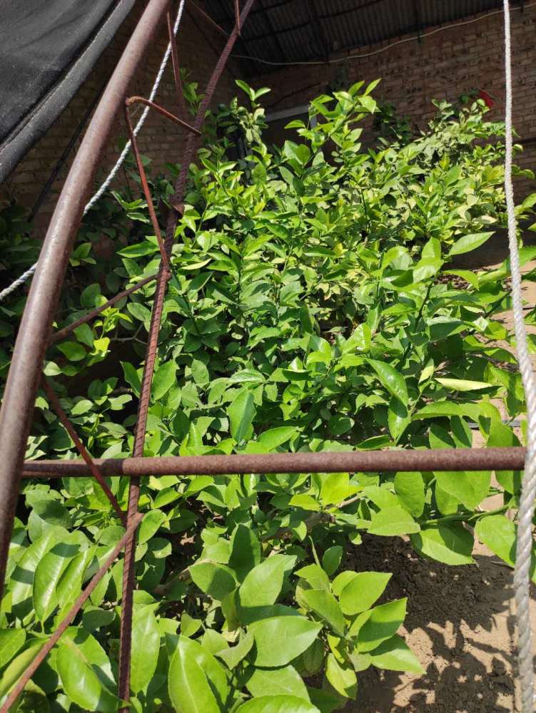 柠檬|日光温室柠檬种植技术规程