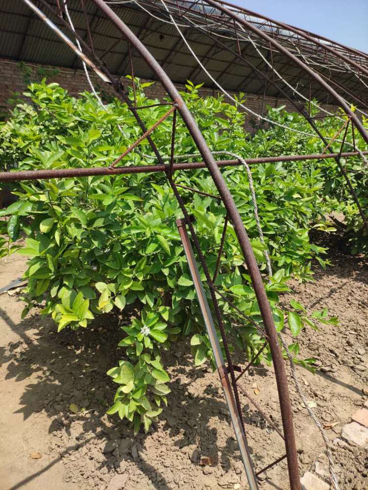 柠檬|日光温室柠檬种植技术规程