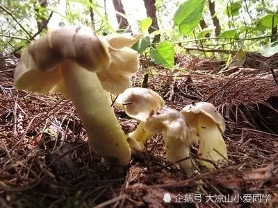 能食用野生菌大全這35種野生菌你認識多少