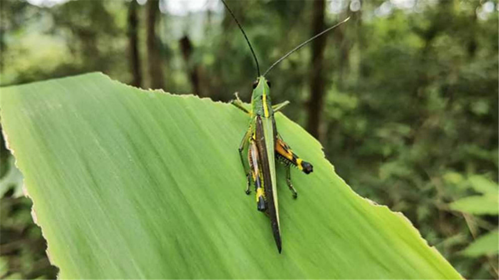 蝗灾|云南蝗灾爆发！覆盖面积超12万亩，专家预测或持续到8月！