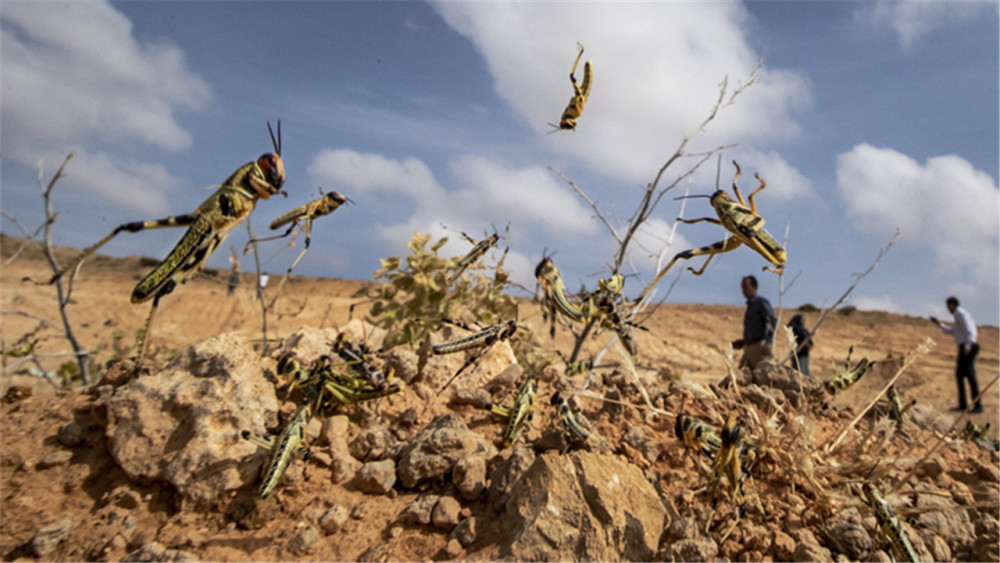 蝗灾|云南蝗灾爆发！覆盖面积超12万亩，专家预测或持续到8月！